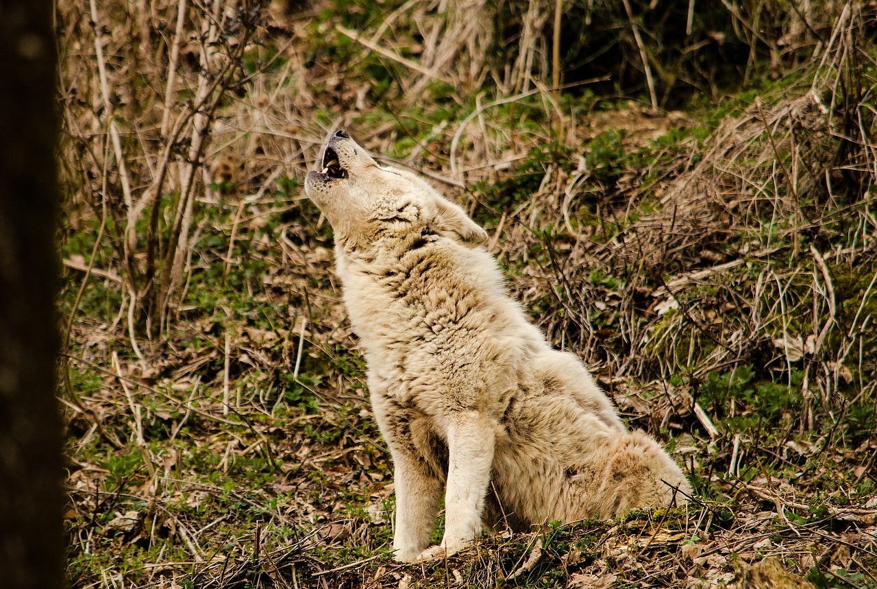 Understanding the Role of Genetics in Behavioral Traits